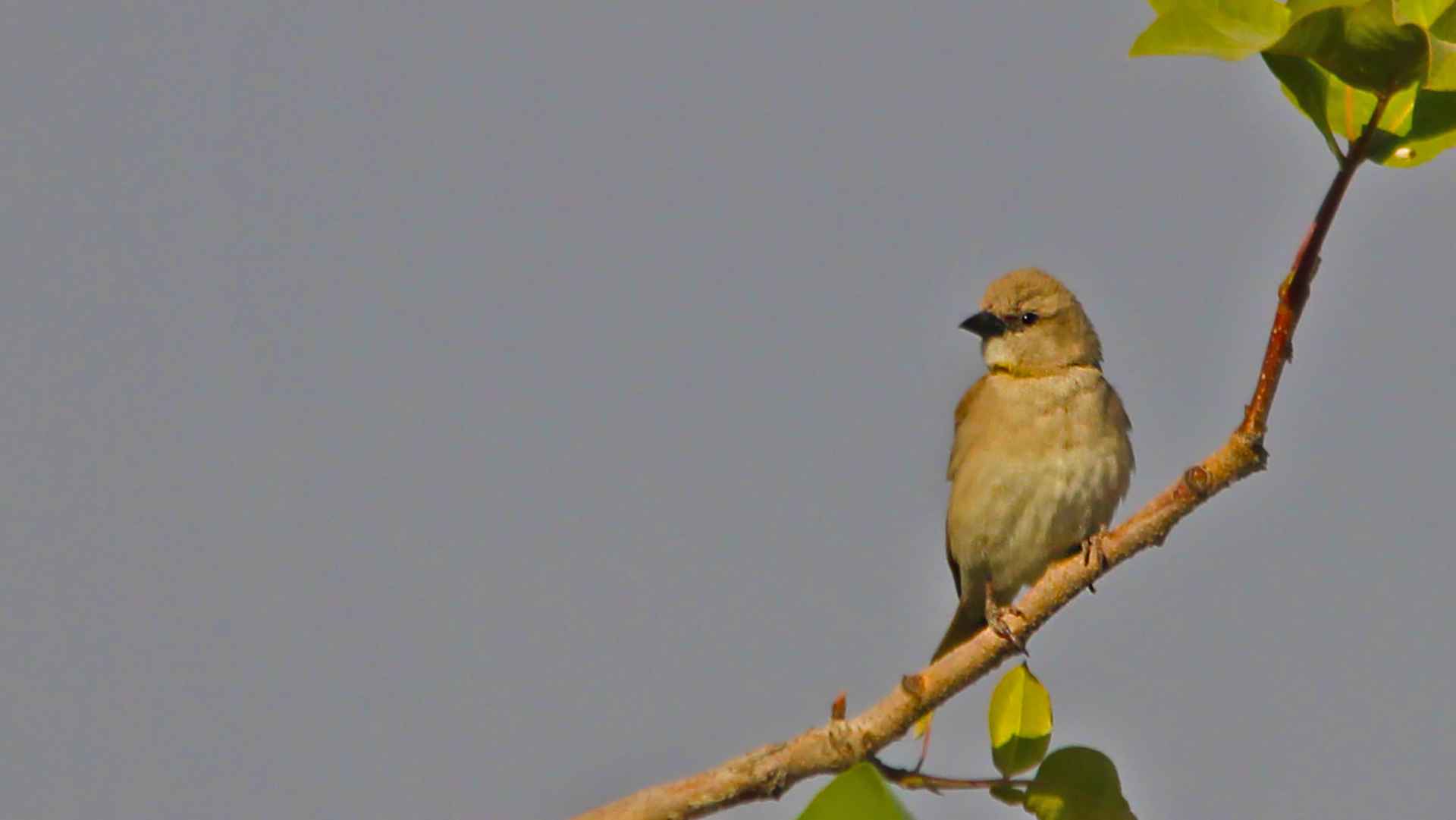 Yellow-throated Sparrow